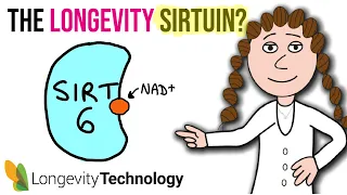 The longevity sirtuin – what you need to know about SIRT6