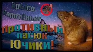 Наглый пасюк Ючики, или что такое крысиное упорство! (Wild Rats | Дикие Крысы)