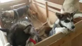 Husky wolf disciplines pups