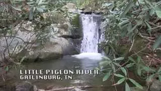 Tennessee's Little Pigeon River Trout Fishing