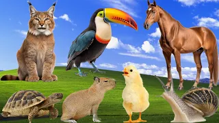 Amazing animal sounds - Capybara, Snail, Tuacan, Horse, Lynx, Chick, Turtel - Farm animals