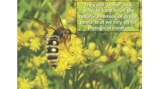 Beauty with Benefits - Conserving Beneficial Insects through Habitat Modification