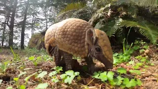 Tiny Armadillo Has A Big Adventure