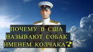 Почему АМЕРИКАНСКИЕ военные называют своих собак КОЛЧАКОМ?