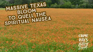 MASSIVE PRAIRIE BLANKET BLOOM IN CENTRAL TEXAS