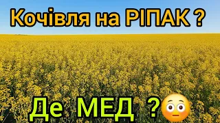 Кочівля на ріпак ! Де МЕД ?