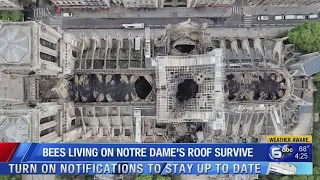 Bees living on Notre Dame's roof survive fire