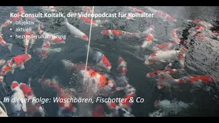 Koi Consult Koitalk #410 Waschbären, Fischotter & Co, was kann man dagegen tun?