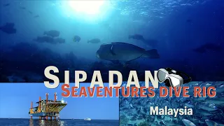 Ep.45 ดำนำ้ สิปะดัน มาเลเซีย ฝูงปลา บาราคูด้า,ปลาแจ้ค Seaventures Dive Rig- Sipadan Malaysia vlog 4k