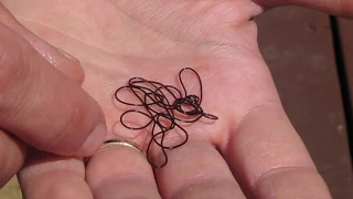 Horse hair worm ( Parasite)