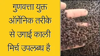 Black Paper (Kali Mirchi) | Maatitatva Agro 9926737767 | Organic Seed and Crops