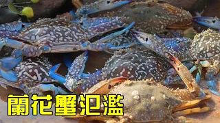 [Collection of Fierce Goods] Small Fisheries Catch a Big Basket of Swimming Crabs in the Sea! There