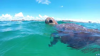 Destin Florida Sea Turtle wants to say "Hello"