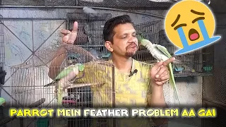 PARROTS MEIN FEATHER PROBLEM KYUN AATI HY? | URDU ? HINDI | PBI OFFICIAL