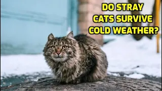 How Do Stray Cats Survive The Winter?