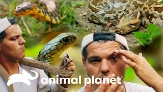 Frank se aproxima das serpentes mais mortais da Ásia | Perdido na Ásia | Animal Planet Brasil