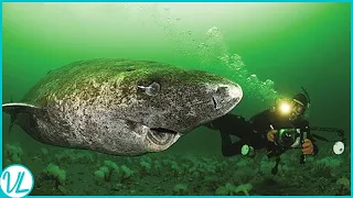 Oldest Shark In The World: Greenland Shark