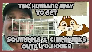 DIY 17 🛠 Squirrels Removed🐿Humanely & Chipmunks from Your Attic & House