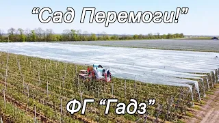 ФГ "Гадз" Відділення №3,"Сад Перемоги" посаджений під час війни