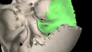 The Temporal Bone