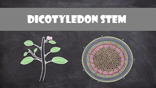 Dicot Stem Structure and Function | Plant Biology