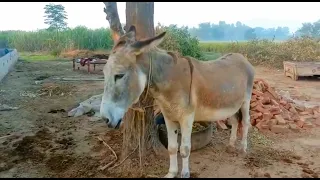 cute amazing Donkey  Eating Grass In Village Video my village life 2023