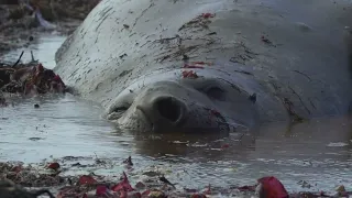 ANTÁRTIDA ARGENTINA - ISLA NELSON