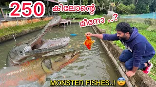 250 kg Arapaima vs Alligator Gar 😨 |പുതിയ മീനുകളെ എന്തിനു വാങ്ങിച്ചു.?| Monster Fishes