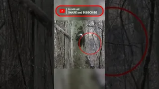 Bigfoot Caught on Camera