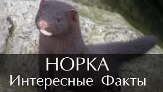 Интересные факты о Норке