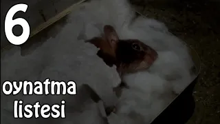 Zor Hedef Fare Türkçe Dublaj 100 Like? Full Film 6.Kısım (Mouse Hunt)