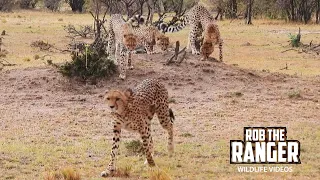 Cheetah Family In The Rain | Lalashe Maasai Mara Safari