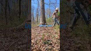 #missouri #logging #stihl500i #whiteoak #thumper #shortvideo