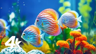 4K Aquarium Video (ULTRA HD) - Beautiful Coral Reef Fish, Relaxing Sleep Music - 4K Video #30