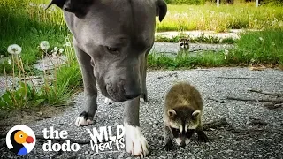 Wild Baby Raccoons Think A Pit Bull Is Their Mom  | The Dodo Wild Hearts