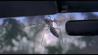 Jumanji (1995) - Mosquito Scene (HD)