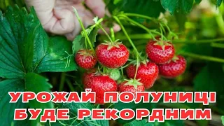 ЕФЕКТИВНИЙ СПОСІБ ЗБІЛЬШИТИ  УРОЖАЙ ПОЛУНИЦІ🍓🍓🍓