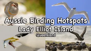 Birding Hotspots Special - Lady Elliot Island, Queensland