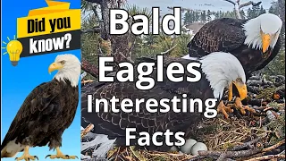 Did You Know These Facts About American Bald Eagles? On The Example of Jackie&Shadow, BigBearValley