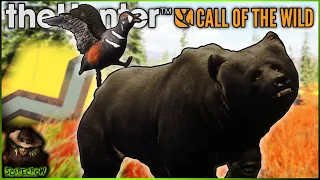 Melanistic Grizzly Bear & a Diamond Harlequin Duck On A Yukon Multiplayer Server! Call of the wild