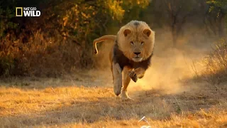 National Geographic - Return of the Lion - New Documentary HD 2017