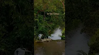 soothing rain in forest