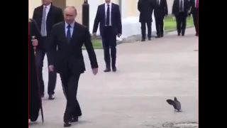 Голубь отдаёт честь Путину / Pigeon salutes Putin