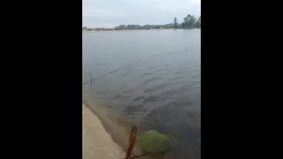 Поймали чайку на рыбалке