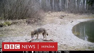 Вовки, ведмеді та рисі Чорнобиля