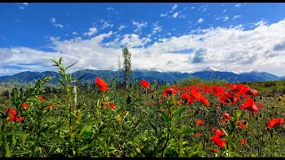 Kyrgyzstan - Bishkek, Karakol, Cholpon Aty, Issykkul, Jeti-Oguz, Barskoon,  Burana, Ala Archa