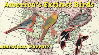 America's Lost Birds | The Extinct Bird Species of North America