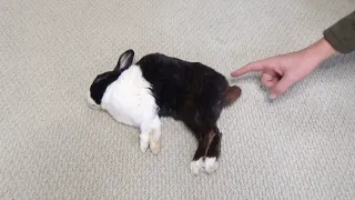 Sleeping rabbit poops when you touch his tail! Part 3