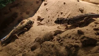 Мои сцинковые гекконы|My geckos Skinks are quite