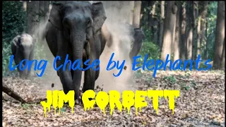 Elephant Attack | Elephant Chase in Jim Corbett | Elephant Sighting |Dangerous Jungle#safari#tiger